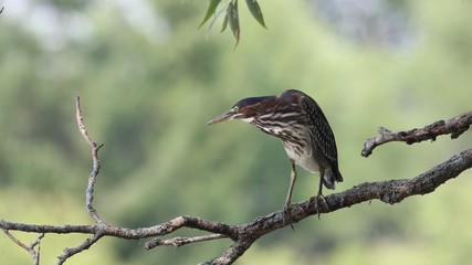 Green Heron