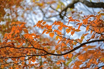 きれいに色づくブナの黄葉