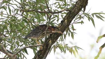 Green Heron