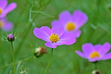 Fototapeta premium ひっそりと咲くコスモスの花