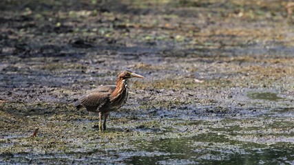 Green Heron