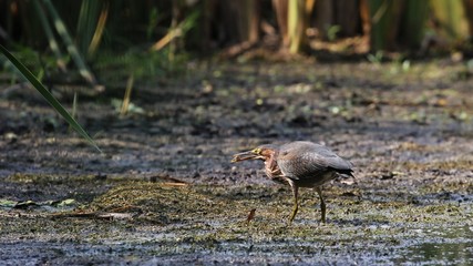 Obraz premium Green Heron