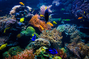 Aquarium. Underwater life landscape