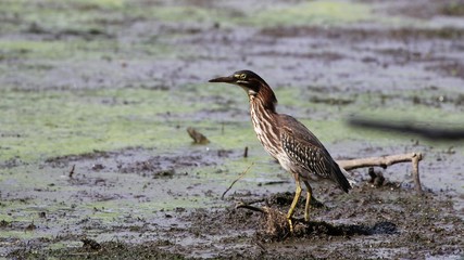Green Heron