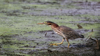 Green Heron