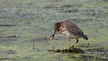 Green Heron