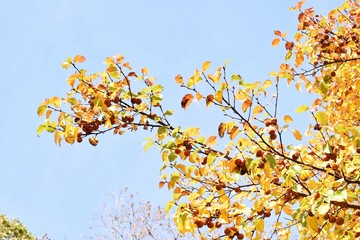 Wild Japanese pear (Pyrus pyrifolia)