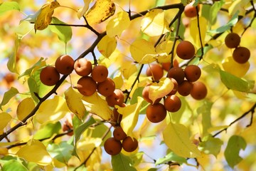 Wild Japanese pear (Pyrus pyrifolia)