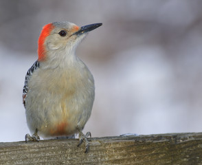 Red-bellied woodpecker perched