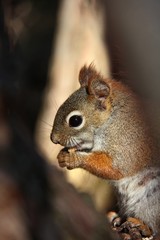 Red Squirrel