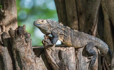 Large Black Iguana (Ctenosaura similis) sunning himself on a tree trunk.