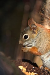 Red Squirrel