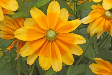 Yellow and Orange Daisy