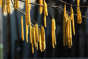 Hazel catkins on the dark background. Golden catkins closeup at the daylight.