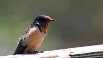 Barn Swallow