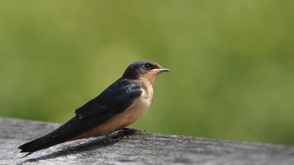Barn Swallow