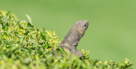 Large Black Iguana (Ctenosaura similis) sunning himself on top of a manicured shrub, waits for insects to come within range.