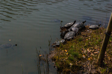 turtles in Japanese garden