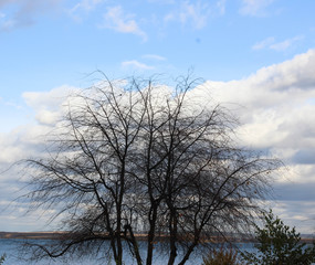 Fototapeta na wymiar Tree without leaves .