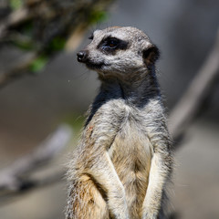 Meerkat