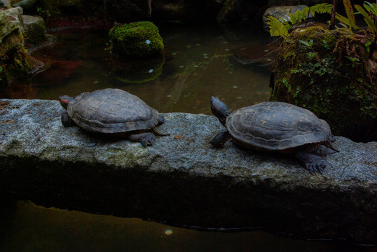 turtles in Japanese garden