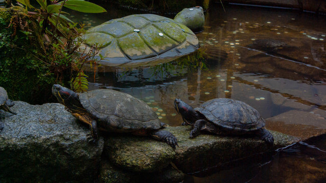 turtles in Japanese garden
