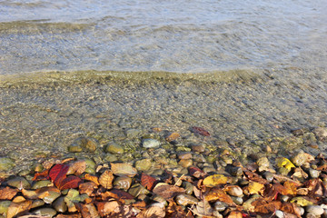 Autumn leaves in water.