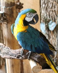 Blue and Gold Macaw