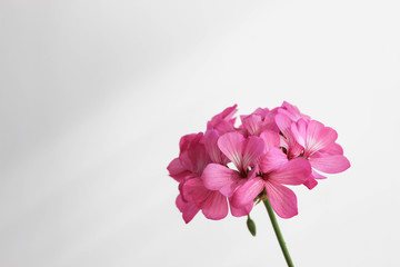 Pink petals of geranium.
