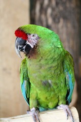 Military Macaw