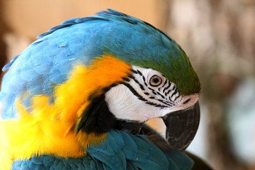 Blue and Gold Macaw