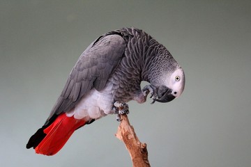 Congo African Grey Parrot