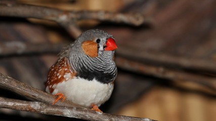 Zebra Finch