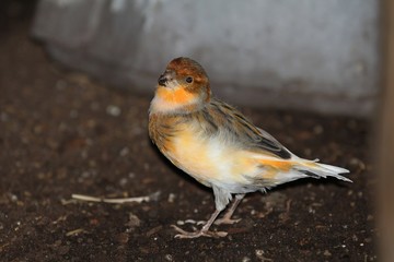 Finch