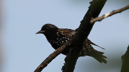 Common Starling