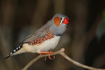 Zebra Finch