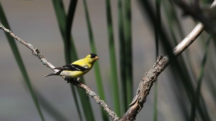 American Goldfinch