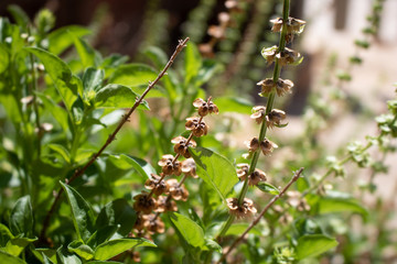 Basil tree