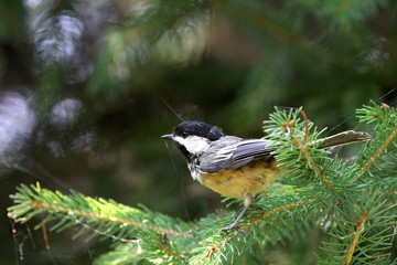 Black-capped Chickadee