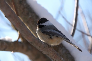 Black-capped Chickadee