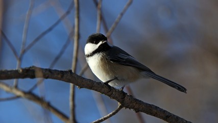 Black-capped Chickadee