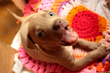 Pitbull terrier cachorro