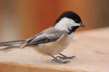 Black-capped Chickadee