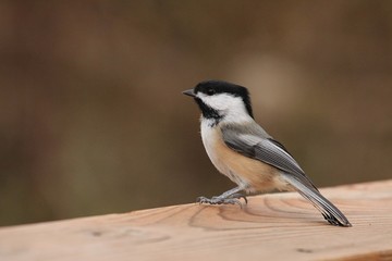 Black-capped Chickadee
