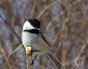 Black-capped Chickadee
