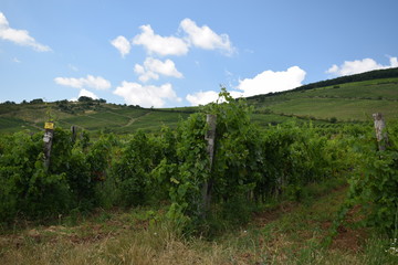Fototapeta na wymiar Winnice na Węgrzech latem