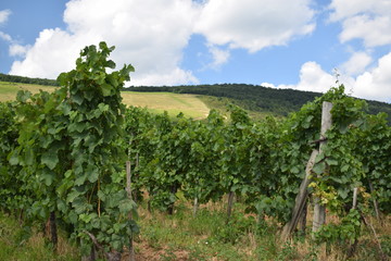 Fototapeta na wymiar Winnice na Węgrzech latem