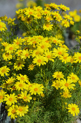 Obraz premium Wild giant coreopsis in bloom at Mugu Rock in Malibu, California 