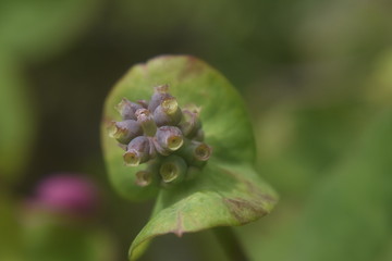 brotes de flor de madreselva en macrofotografia