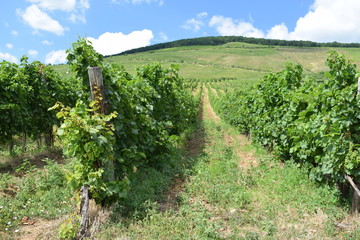 Fototapeta na wymiar Winnice na Węgrzech